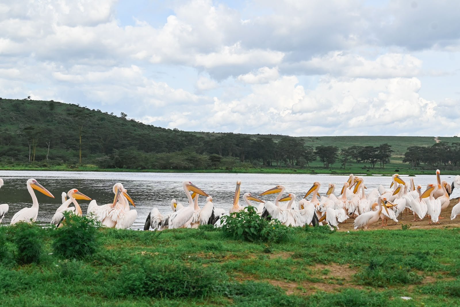 Naivasha